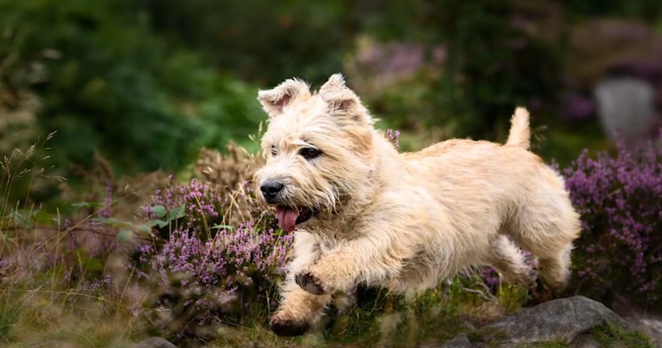 17 Quiet Dog Breeds That Rarely Bark 12 Glen of Imaal Terrier