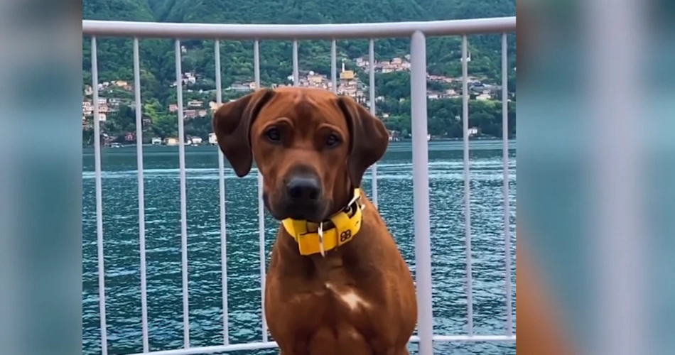 17 Quiet Dog Breeds That Rarely Bark 14 Rhodesian Ridgeback