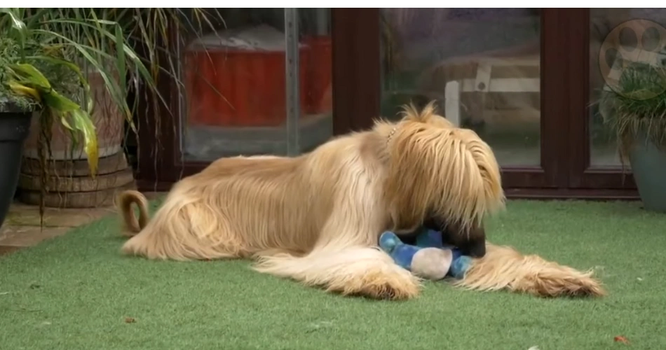 17 Quiet Dog Breeds That Rarely Bark 15 Afghan Hound