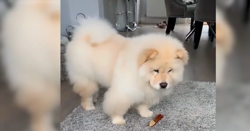 17 Quiet Dog Breeds That Rarely Bark 16 Chow Chow