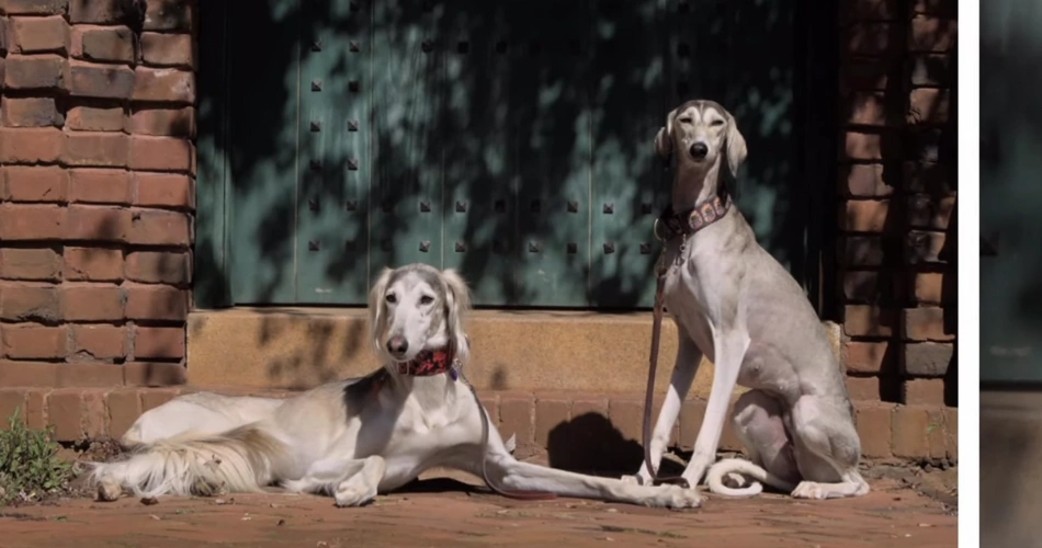 Quiet dog breed