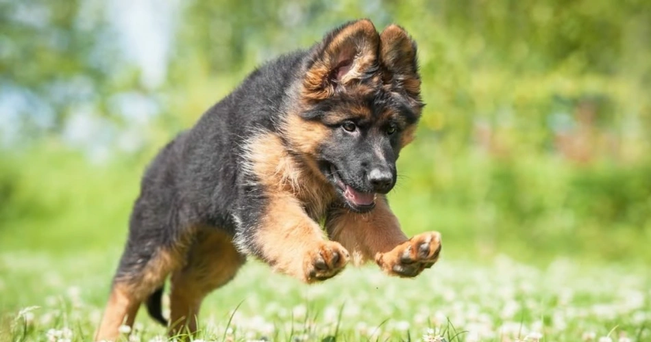 Top 28 German shepherd dog facts 1 German shepherd dog facts