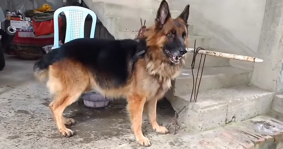 Top 28 German shepherd dog facts 2 GSDs facts