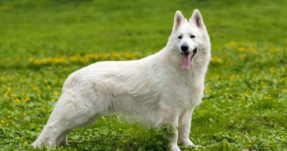 Top 28 German shepherd dog facts 4 German shepherd dog facts