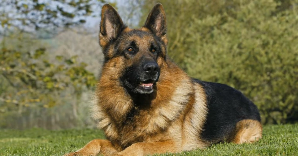 German shepherd dog facts