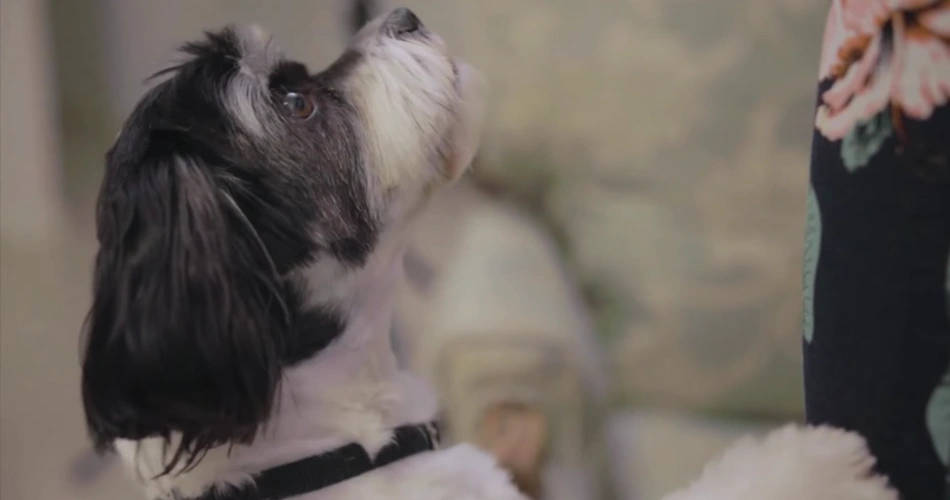 17 Quiet Dog Breeds That Rarely Bark 11 Shih Tzu