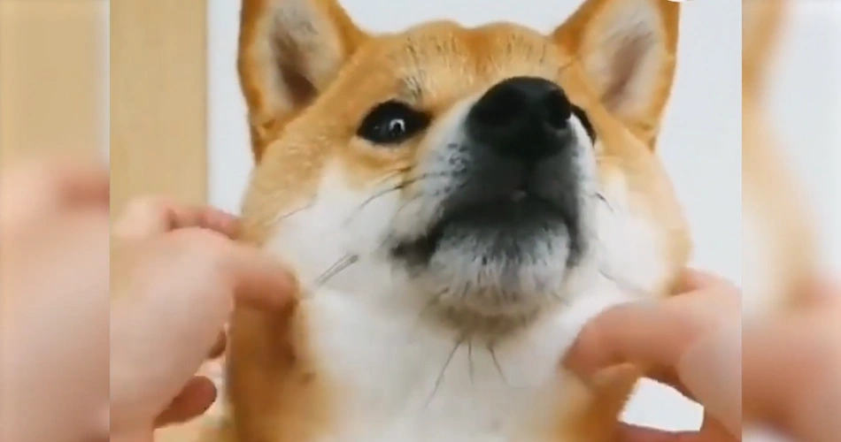 17 Quiet Dog Breeds That Rarely Bark 9 shiba